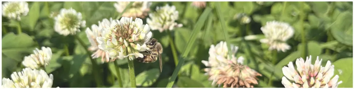Biene Biotopverbund Weißklee Blüte