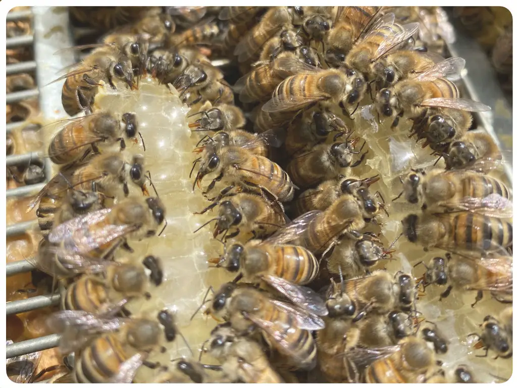 Bienen saugen Honig auf.