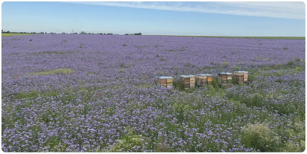 Bienen in einem Phaceliafeld