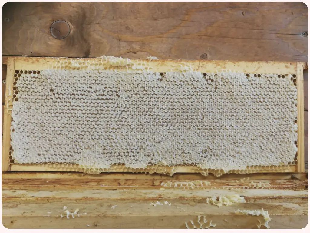 Propolis Honigwabe Leipzig