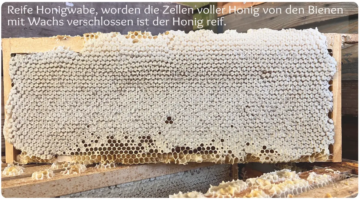 reife Honigwabe