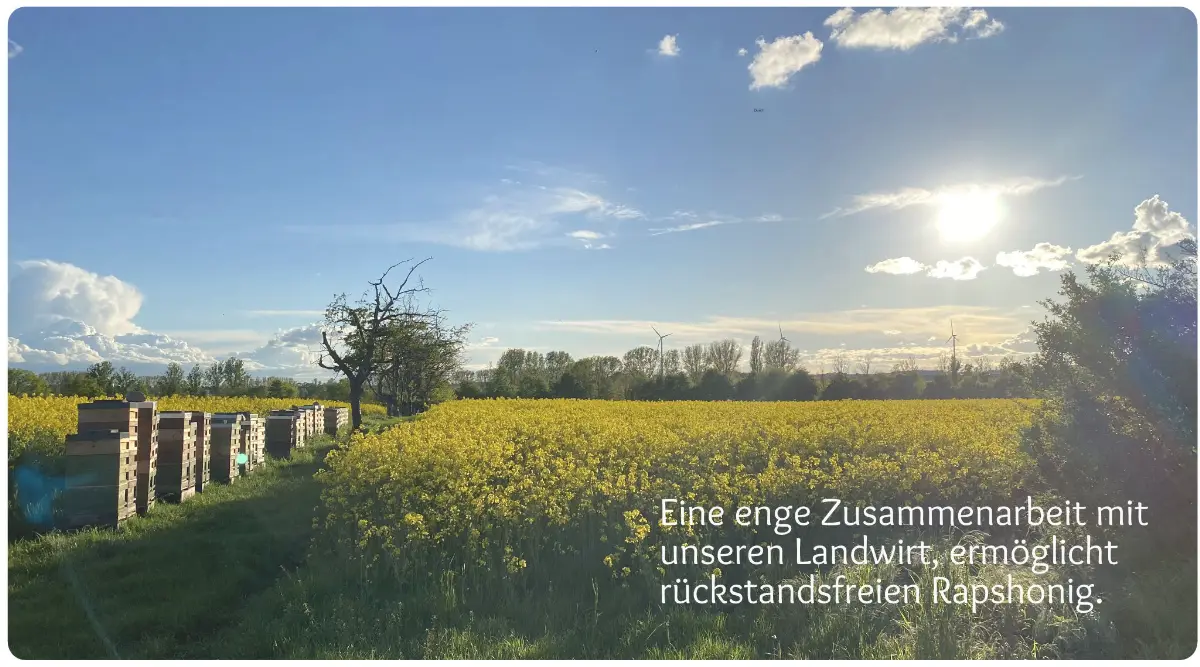 Bienenstand im Raps